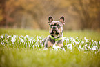 Franzsische Bulldogge