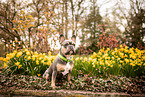 Franz�sische Bulldogge