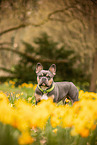 Franz�sische Bulldogge