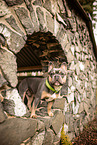 Franz�sische Bulldogge
