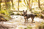 Franzsische Bulldogge