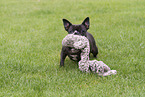 Franzsische Bulldogge