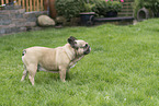 Franz�sische Bulldogge
