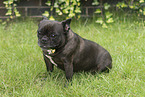 Franz�sische Bulldogge
