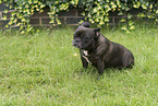 Franz�sische Bulldogge