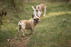 Hunde