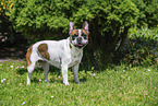 Franzsische Bulldogge