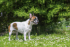 Franzsische Bulldogge