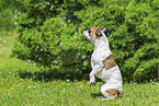 Franzsische Bulldogge