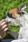 Franzsische Bulldogge