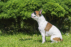 Franzsische Bulldogge