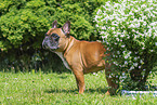 Franzsische Bulldogge