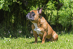Franz�sische Bulldogge