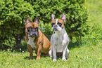 Franzsische Bulldoggen