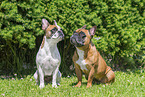 Franz�sische Bulldoggen