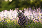 Franzsische Bulldogge
