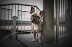 Franzsische Bulldogge