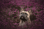 Franzsische Bulldogge