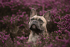 Franzsische Bulldogge