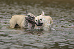 Franzsische Bulldogge
