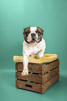 Franzsische Bulldogge