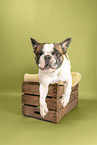 Franzsische Bulldogge