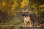 Franzsische Bulldogge