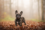 Franzsische Bulldogge im Herbst