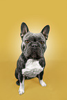 Franzsische Bulldogge
