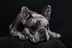Franzsische Bulldogge