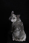 Franzsische Bulldogge