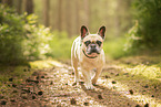 Franz�sische Bulldogge