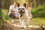 Franz�sische Bulldogge