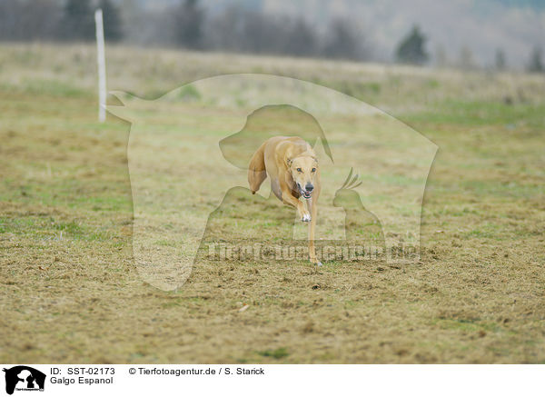 Galgo Espanol / SST-02173