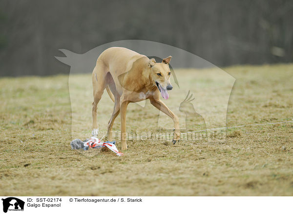 Galgo Espanol / SST-02174