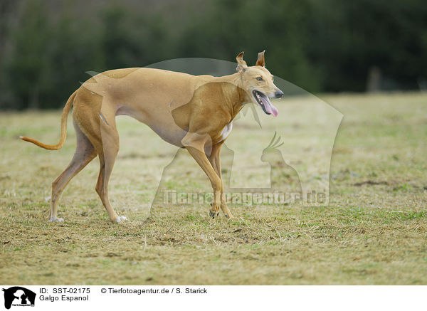 Galgo Espanol / SST-02175