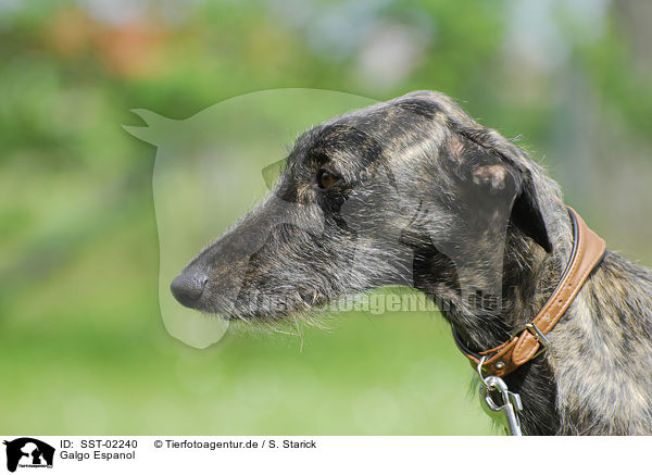 Galgo Espanol / Galgo Espanol / SST-02240