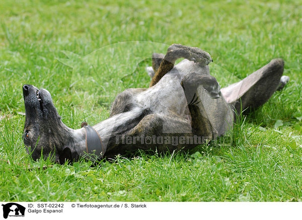 Galgo Espanol / Galgo Espanol / SST-02242