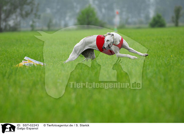 Galgo Espanol / Galgo Espanol / SST-02243