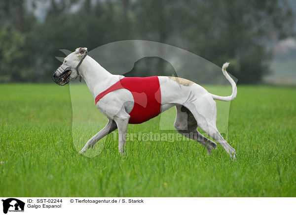 Galgo Espanol / SST-02244