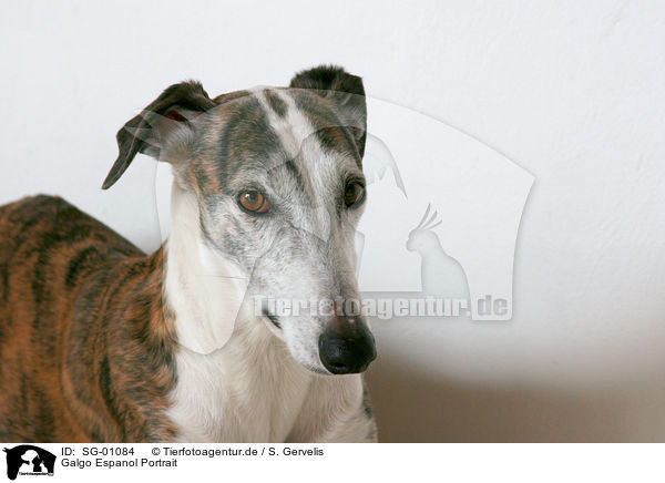 Galgo Espanol Portrait / Galgo Espanol Portrait / SG-01084