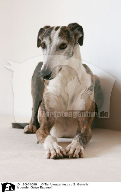 liegender Galgo Espanol / lying Galgo Espanol / SG-01086