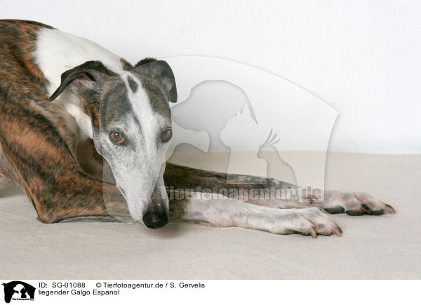 liegender Galgo Espanol / lying Galgo Espanol / SG-01088