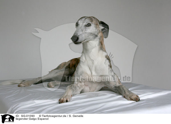 liegender Galgo Espanol / lying Galgo Espanol / SG-01090
