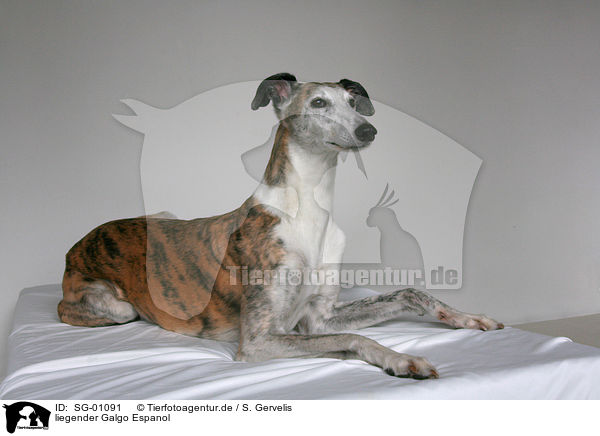 liegender Galgo Espanol / lying Galgo Espanol / SG-01091
