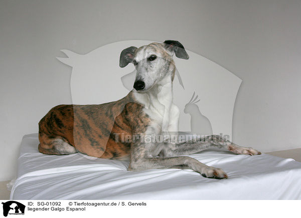 liegender Galgo Espanol / lying Galgo Espanol / SG-01092
