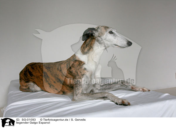 liegender Galgo Espanol / lying Galgo Espanol / SG-01093