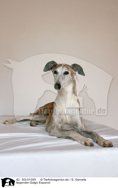 liegender Galgo Espanol / lying Galgo Espanol / SG-01095