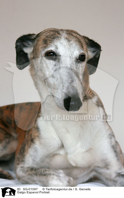 Galgo Espanol Portrait / Galgo Espanol Portrait / SG-01097