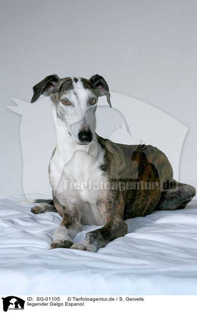 liegender Galgo Espanol / lying Galgo Espanol / SG-01105